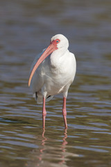 White Ibis, Eudocimus albus