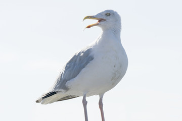 Seagull with open beak.