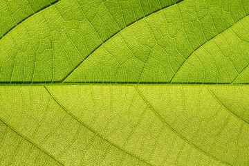 Naklejka na ściany i meble Close up photos of leaf patterns