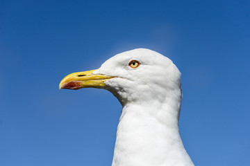 Head shot of seagull in front of blue sky.