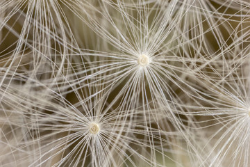 Close up of dandelion seeds with an abstract touch