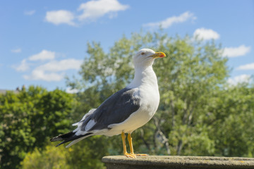 Seagull standing in the sun.