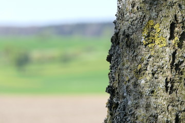 Baumrinde Hintergrund