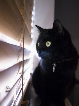 Black cat looking through venetian blinds.