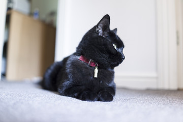 Black cat relaxing on grey carpet.