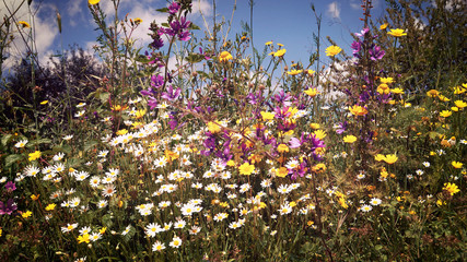 Fiori di campo