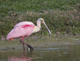 Roseate Spoonbill, Platalea ajaja