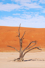 Impressive Tree in the Namib of Namibia