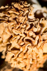 morel mushroom in the spring forest -  outdoor activity and spring season