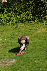 European griffon vulture (Gyps fulvus fulvu) eating