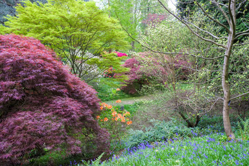 Springtime flowering plants and wild flowers in a south of England woodland setting