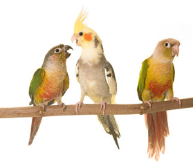 cockatiel and Green-cheeked parakeet