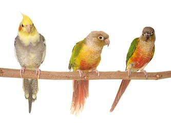 Gordijnen cockatiel and Green-cheeked parakeet © cynoclub