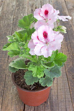 English geranium flower in pot on wooden background