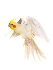 Obraz premium cockatiel flying in studio
