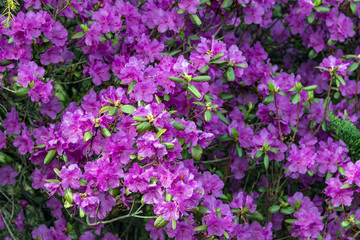 Obraz premium Flowers on the tree. Spring flowers