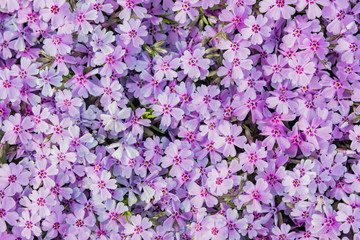 Bright wildflowers. Background of flowers