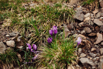 Spring flowers. Blooming violet crocuses in mountains. Glade primroses. Solar landscape. Carpathians, Ukraine, Europe