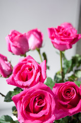 Bouquet of red blossoming roses on the windowsill
