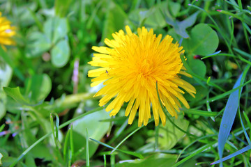 Dandelion flower