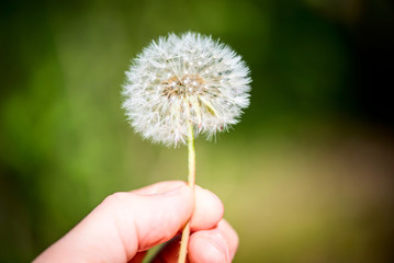 man holding a dandelion in his hand - outdoor activity and spring season