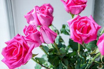 Bouquet of red blossoming roses on the windowsill