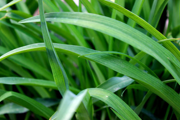 Fresh grass background