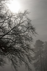 Sun trying to penetrate thick fog.