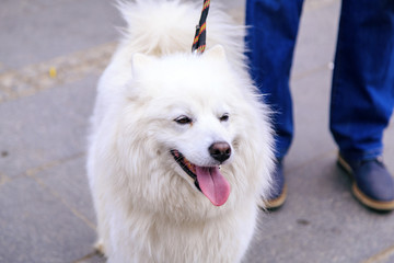 Cute owned dog with the companion of its beloved owner