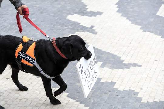 Cute dog holding a banner in his mouth saying Stop Killing Dogs