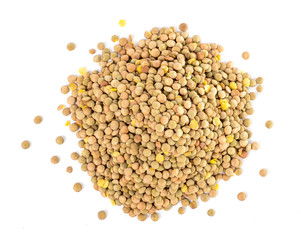 Lentil (Lens culinaris)