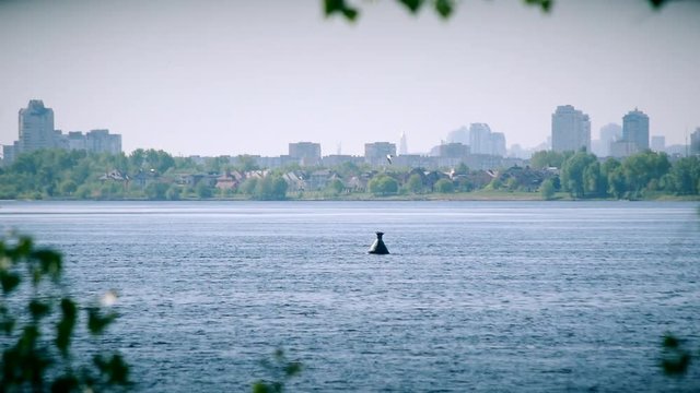 Tern flies in circles over water of Dnieper river in summer with scenic view on Kyiv from Vyshgorod, the capital of Ukraine, framed by tree branches with foliages blown by wind