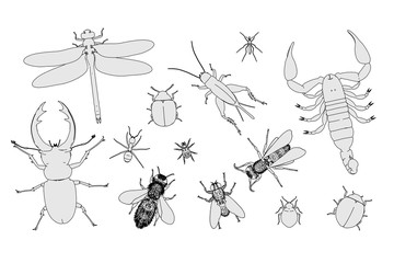 2d cartoon illustration of insect