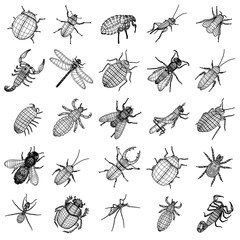 2d cartoon illustration of insect