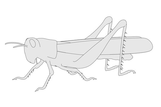 2d cartoon illustration of grasshopper