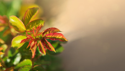 Branch of green roses leaves isolated .