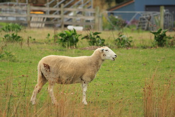 sheep farm