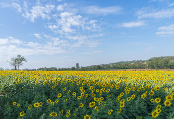 Sunflower garden with blue sky