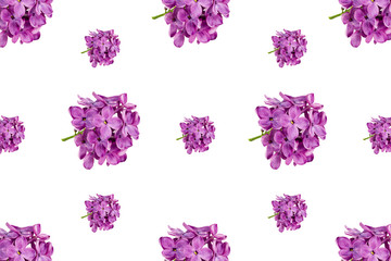 beautiful purple syringa lilac blossoms isolated on white background