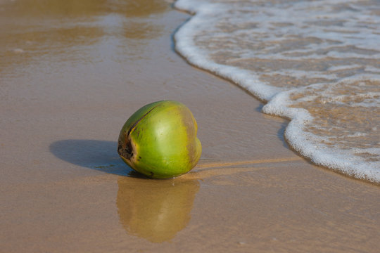 A coconut fruit on the sand of a tropical beach