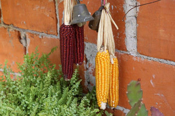 Close-up of the corn in the barn © leomalsam