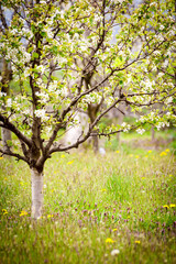 Whitewashed blossoming plum tree