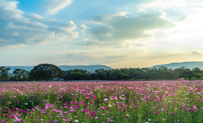 Cosmos garden with sunset