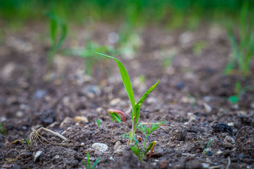 alone Sprout on ground with grass on background