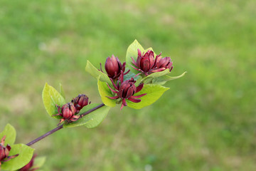 Fototapeta na wymiar Blooming garden in spring