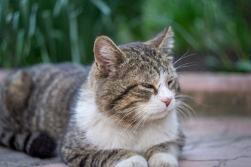 cat sitting on the tile in the garden with grass on background