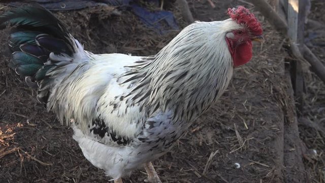White rooster with a red comb on a farm