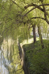 Beautiful River with Trees and Grass Hanging Over