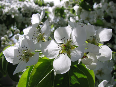 Close-up of pear blossoms
