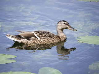 Fototapeta premium Female mallard duck on water.